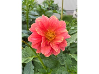 Dahlia fröling - frön