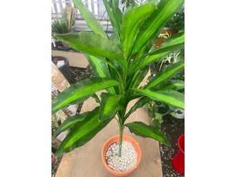 Dracena, doftdracena konstväxt i siden/textil