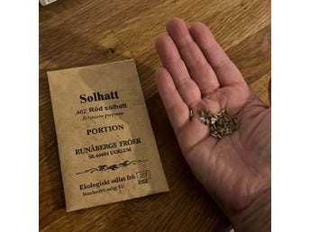 Röd solhatt fröer - Echinacea purpurea