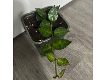 Hoya Krohniana