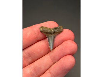 Fossil hajtand – Pliocen, Cadzand?