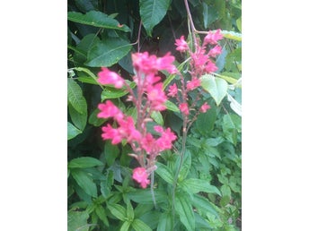 Alunrot (Heuchera) - Mörkt rosa blommor 2 st små plantor eller rhizoner(rötter)