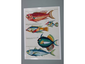 Fiskar illustration - A3 Poster (42cmx29,7cm)