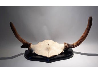 STOR FIN JAKTTROFE AV EN MONTERAD HORNBEPRYDD SKALLE AV OKÄNT DJUR