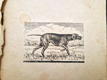 Pekare Hund Jakt V.N. Basnin 1929 Sovjetisk Hund Standard Anatomi