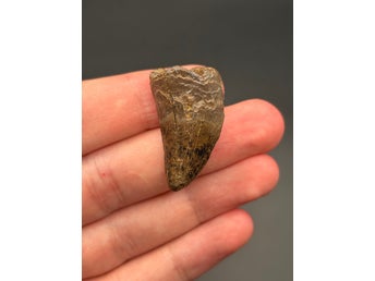 Tyrannosaurus rex-tand, 2,85 cm – Lance Formation, Wyoming, ca 66,6 miljoner år