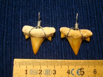 2 ST ÄKTA FOSSILA HAJTÄNDER SOM HÄNGSMYCKEN. CA 25 MM. CA 50 MILJ. ÅR.