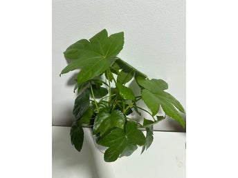 Fatsia japonica (Palmaralia)