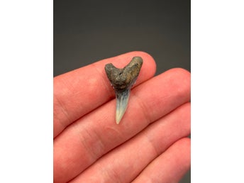 Äkta fossil hajtand: Hemipristis serra (Underkäke, USA)