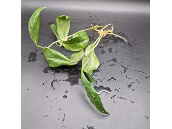 2 Hoya Carnosa porslinsblomma rotade stickling