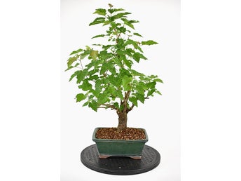 Ginnalalönn acer ginnala frön 10 stycken