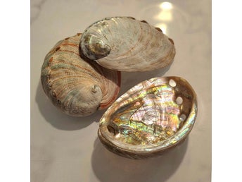 Liten Paua Abalone Snäckskal Med Pärlemor