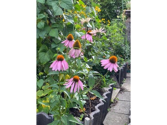 Röd solhatt (Echinacea purpurea) - en planta