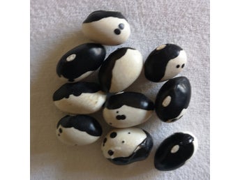 Yin och yang böna - svart vit sättböna . Frakt ingår