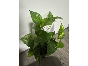 Gullranka (Epipremnum aureum)