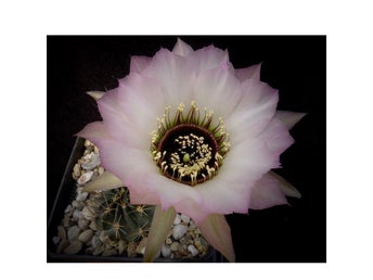 Kaktusfrön - Lobivia jajoiana cv. Anemone (raritet!)