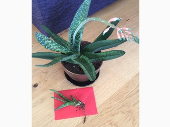 aloe vera är släkt med aloe vera är släkt med