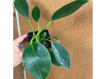 Philodendron 'Green Princes