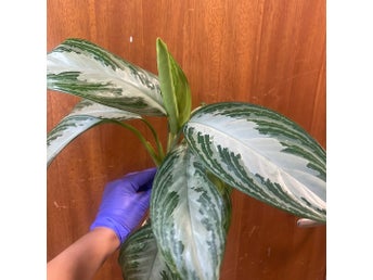 Aglaonema Silver Bay stickling