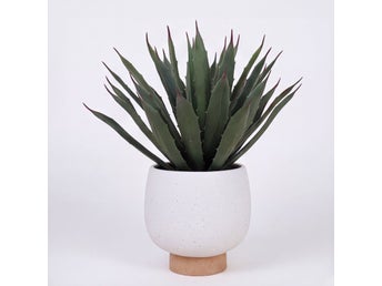 Agave konstväxt med kruka