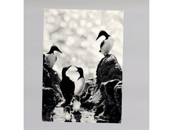 Oangvia (Common Guillemot) Family gathering. (reklam för Island)