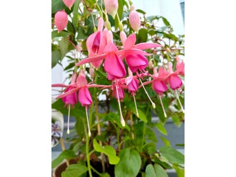 Fuchsia Mini Rose flerårig planta!