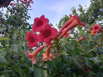 Trumpetranka Trumpetblomma 20-frö