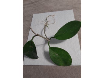 Porslinsblomma Hoya australis!