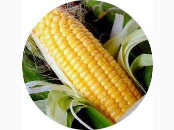 popcorn majs frö popcorn majs frö