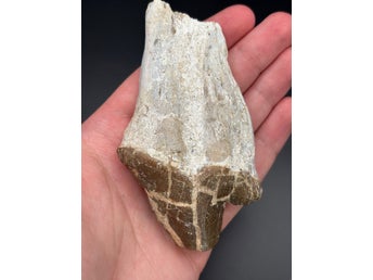 Unik molar (tand) Pappocetus lugardi – 39 miljoner år