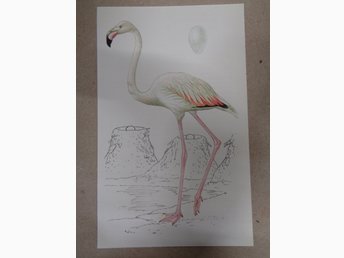 Fin Bild Ur Bok Flamingo Skolplansch Fagel ᐈ Kop Pa Tradera