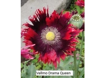 Vallmo Drama Queen 60 frön