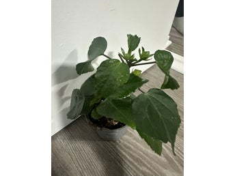 Hibiskus i kruka dubel