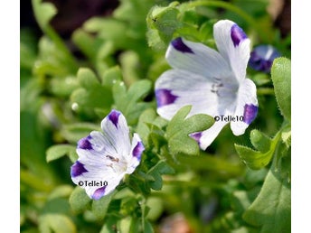 Kärleksblomster fivespot 20+ frö