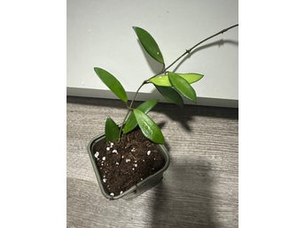 Hoya davidcummingii
