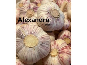 4 Alexandra vitlök, tot ca 14 klyftor