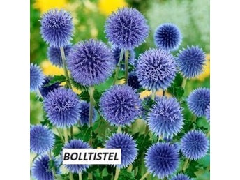 Bolltistel 20 frön
