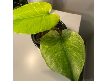 Monstera mint ej Tc plant