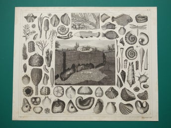 Vintage antika tryck om Fossil gammal affisch print Fossiler Perm Jura Trias