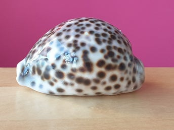 Marint Fossil snäcka bredd 7.5cm tigersnäcka Cypraea tigris