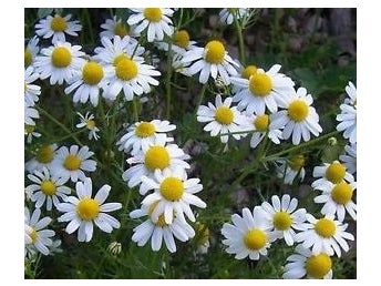 Matricaria chamomilla - Kamomill