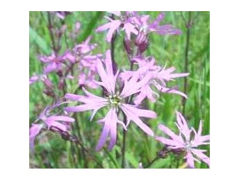 Lychnis flos-cuculi - Gökblomster
