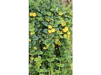 10 plantor Lysimachia nummularia 'Goldii' - Penningblad