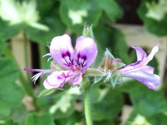 *P. PAPILIONACEUM* - vildpelargon ´Fjärilspelargon´