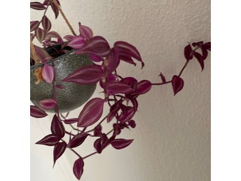 2 st Sticklingar, Tradescantia Deep Purple Zebrina, mer