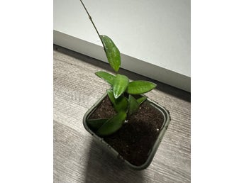 Hoya rosita