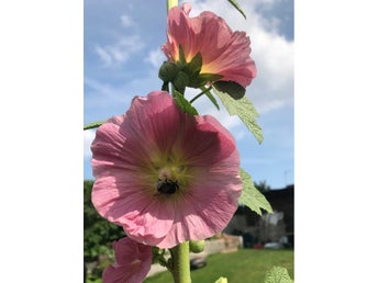 Rosa stockros med gul mitt. Minst 30 frön.