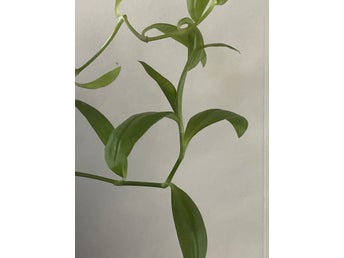 Tradescantia fluminensis, skvallerreva, ljus grön, ampelväxt