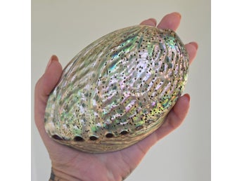 Paua Abalone Snäckskal Med Yta På Hela