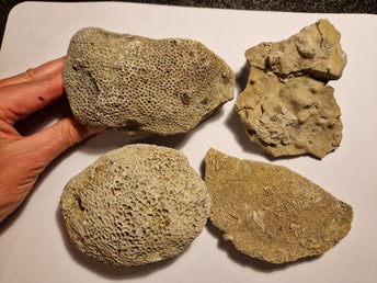 Fossil korall Gotland